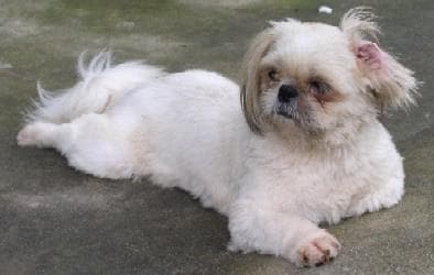 Shih Tzu yavrusu 2