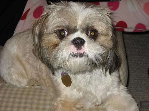 Shih Tzu yavrusu 3