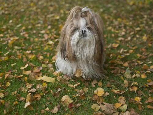 Shih Tzu yavrusu 1