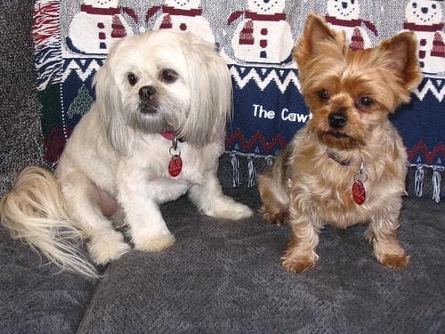 Shih Tzu yavrusu 3