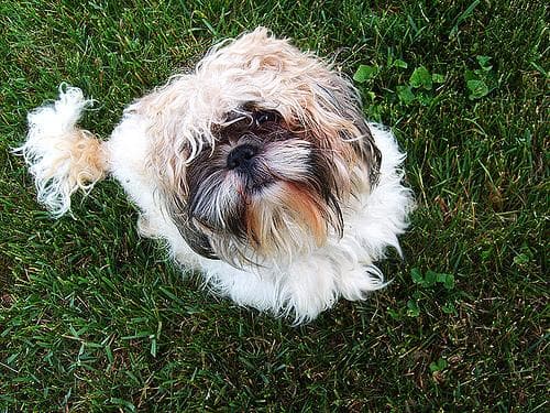 Shih Tzu yavrusu 2