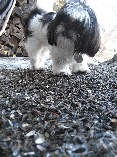 Shih Tzu yavrusu 2