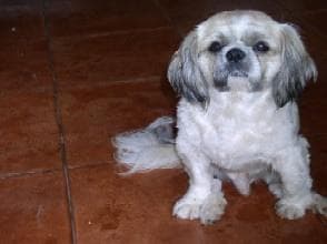 Shih Tzu yavrusu 1