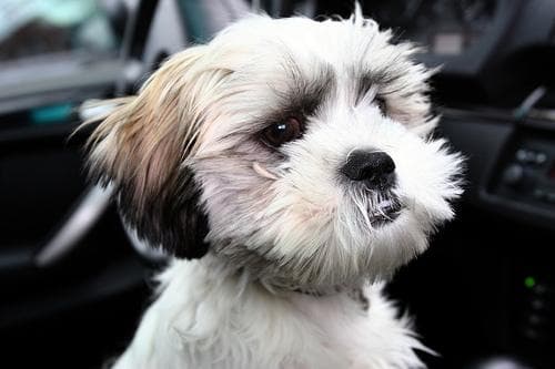 Shih Tzu yavrusu 3