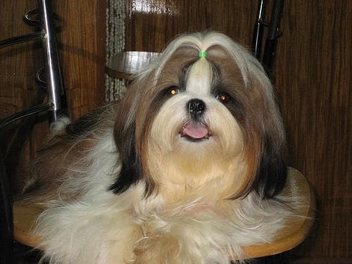 Shih Tzu yavrusu 3