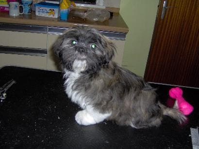 Shih Tzu yavrusu 1