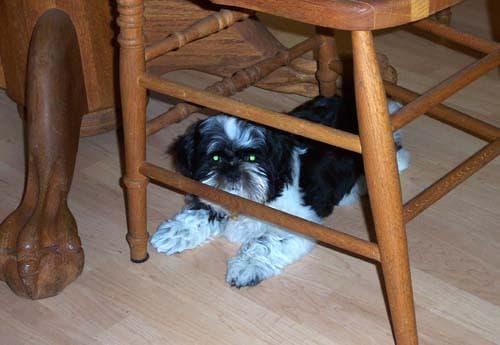 Shih Tzu yavrusu 2