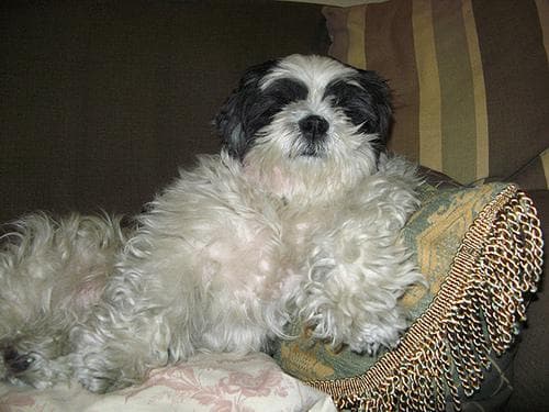 Shih Tzu yavrusu 3
