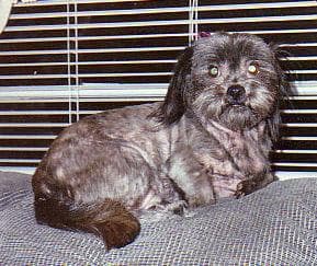 Shih Tzu yavrusu 3