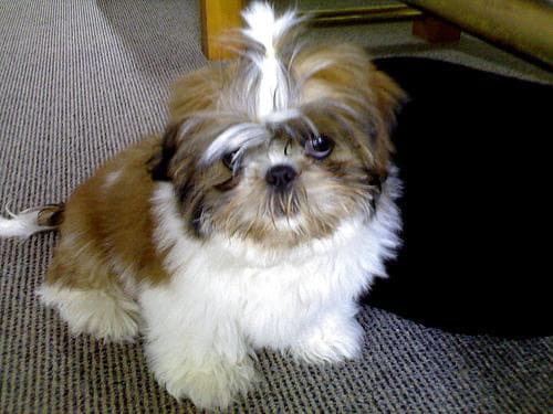 Shih Tzu yavrusu 2