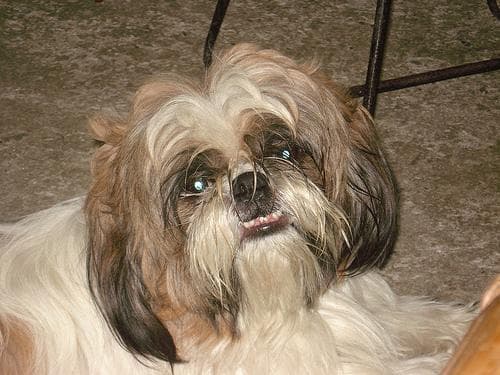Shih Tzu yavrusu 3