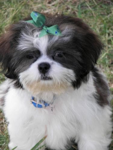 Shih Tzu yavrusu 1