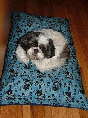 Shih Tzu yavrusu 2