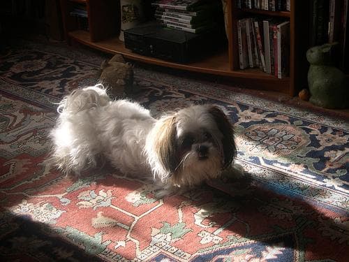 Shih Tzu yavrusu 1