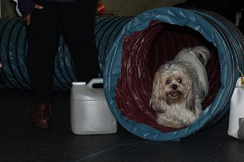 Shih Tzu yavrusu 2