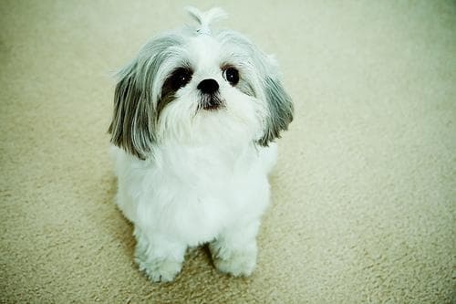 Shih Tzu yavrusu 1