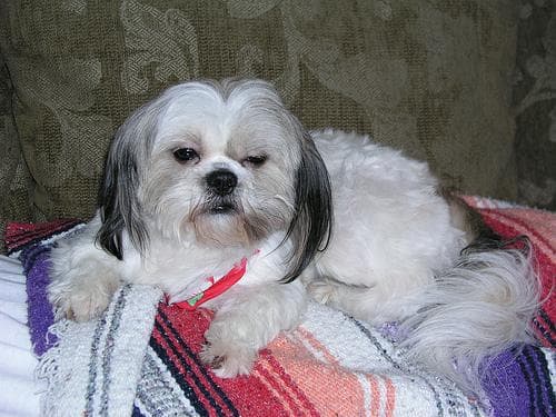 Shih Tzu yavrusu 2