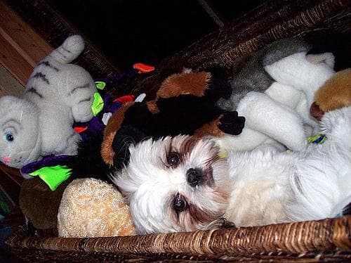 Shih Tzu yavrusu 2