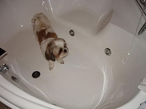 Shih Tzu yavrusu 3