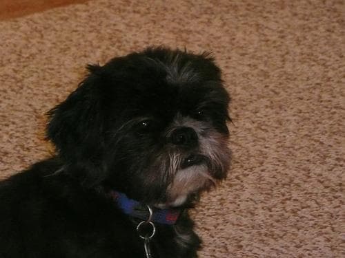 Shih Tzu yavrusu 3
