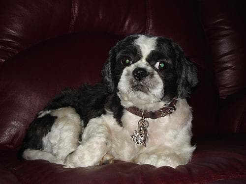 Shih Tzu yavrusu 2
