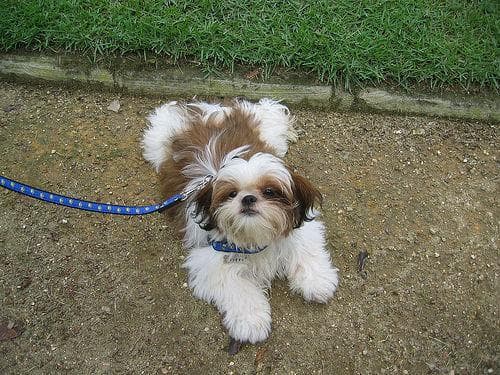 Shih Tzu yavrusu 2