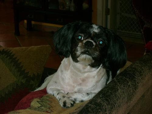 Shih Tzu yavrusu 3