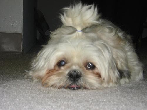 Shih Tzu yavrusu 3