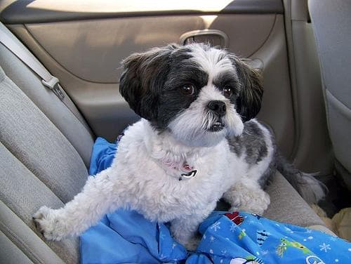 Shih Tzu yavrusu 3
