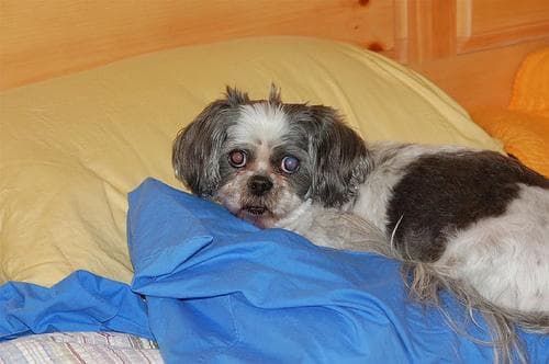 Shih Tzu yavrusu 2