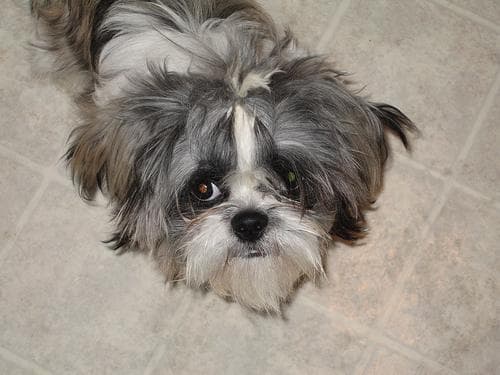 Shih Tzu yavrusu 1