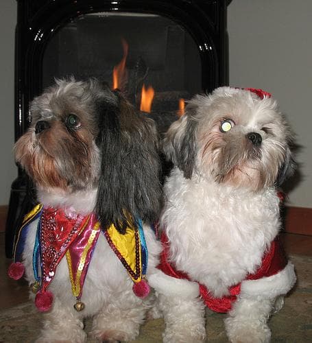 Shih Tzu yavrusu 1
