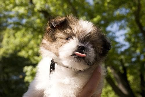Shih Tzu yavrusu 1