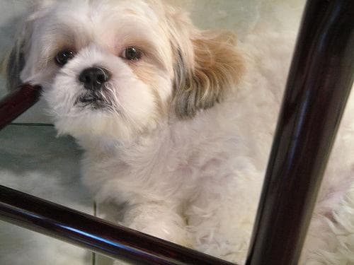 Shih Tzu yavrusu 2