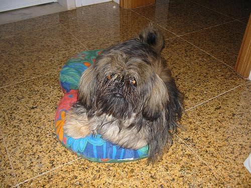 Shih Tzu yavrusu 3