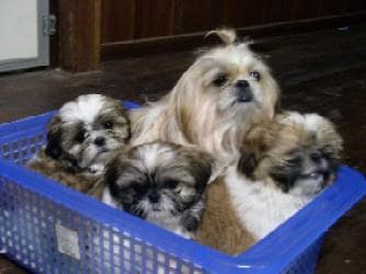 Shih Tzu yavrusu 2