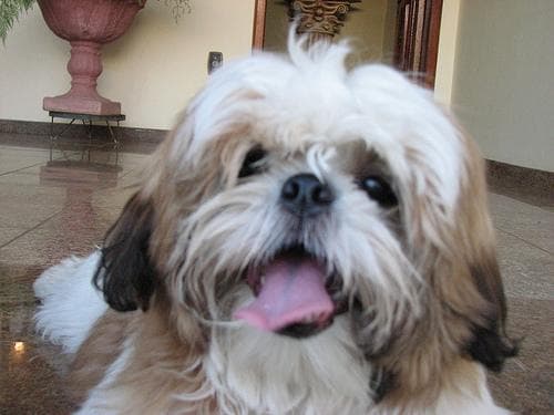 Shih Tzu yavrusu 2