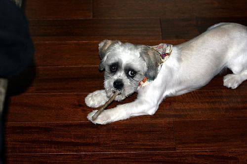Shih Tzu yavrusu 2