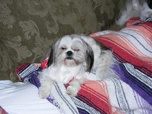 Shih Tzu yavrusu 2