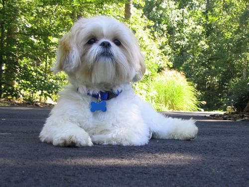 Shih Tzu yavrusu 1