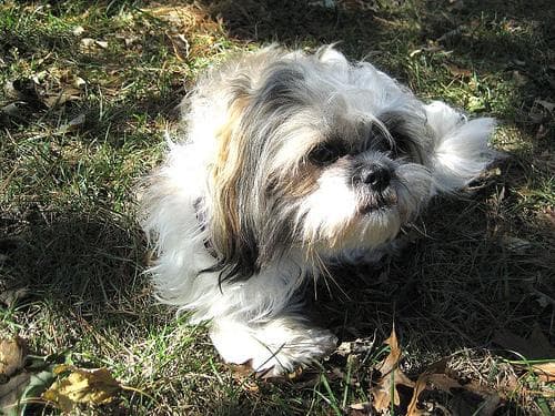 Shih Tzu yavrusu 2