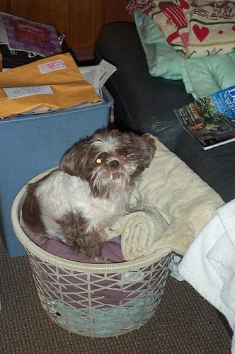 Shih Tzu yavrusu 1