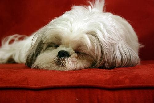 Shih Tzu yavrusu 2