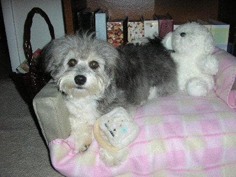 Shih Tzu yavrusu 3