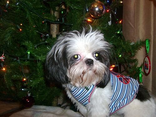 Shih Tzu yavrusu 3