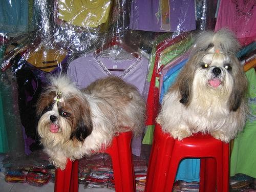 Shih Tzu yavrusu 2