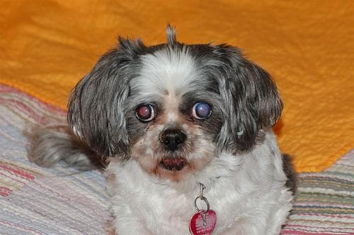 Shih Tzu yavrusu 3
