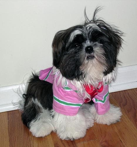 Shih Tzu yavrusu 3