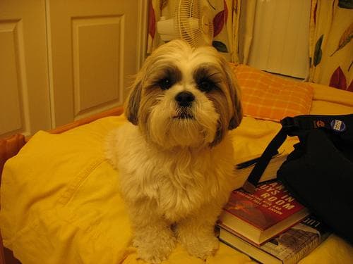 Shih Tzu yavrusu 3