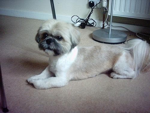 Shih Tzu yavrusu 2